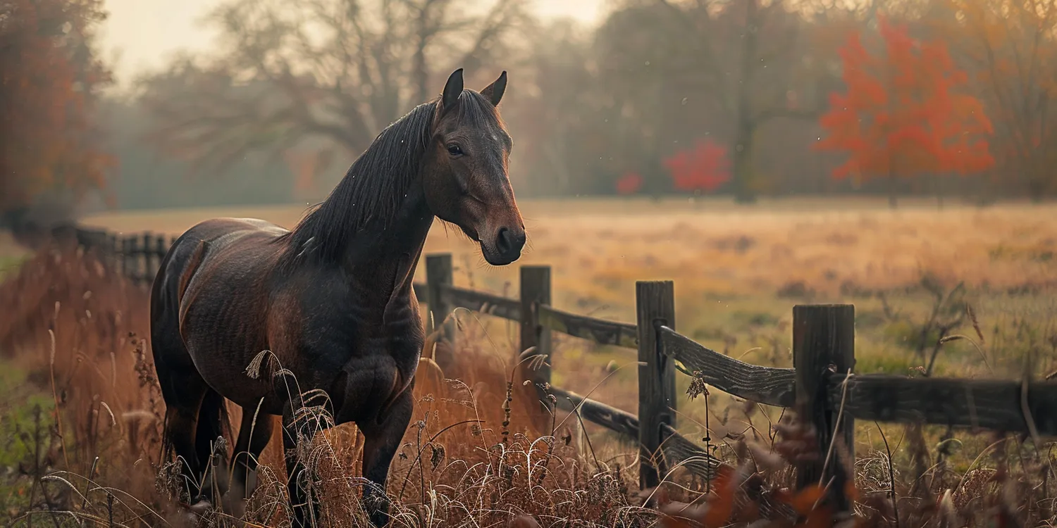 Ile kosztuje budowa krematorium dla zwierząt?